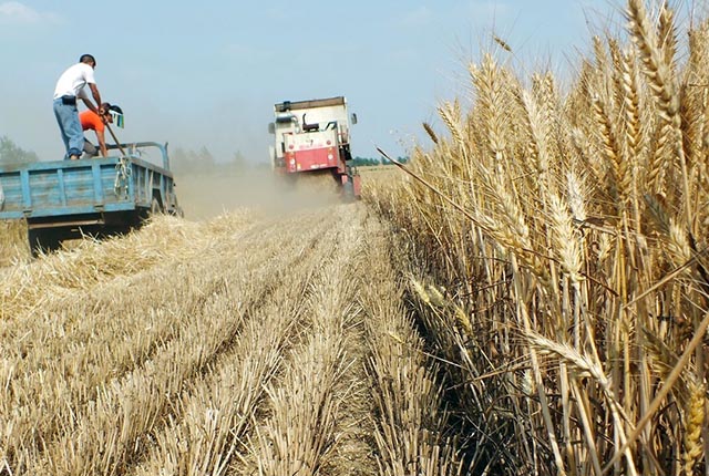 丰收年！全年粮食总产量13390亿斤，水稻玉米小麦还涨价吗？