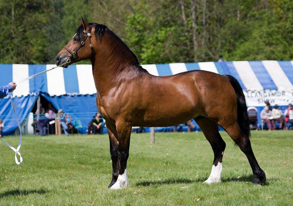 Why do horses need horseshoes, but cows don't? Does the horse hurt when