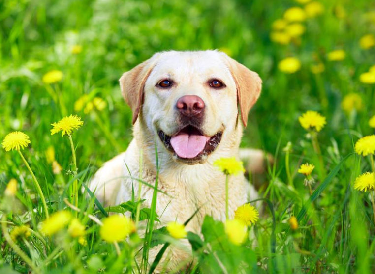 拉布拉多犬有口臭怎么办 大爱泰迪控 Mdeditor