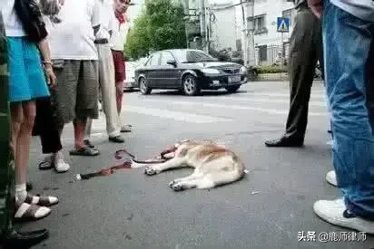 没栓绳的狗跑到路边，被车压死，狗主人索赔2万