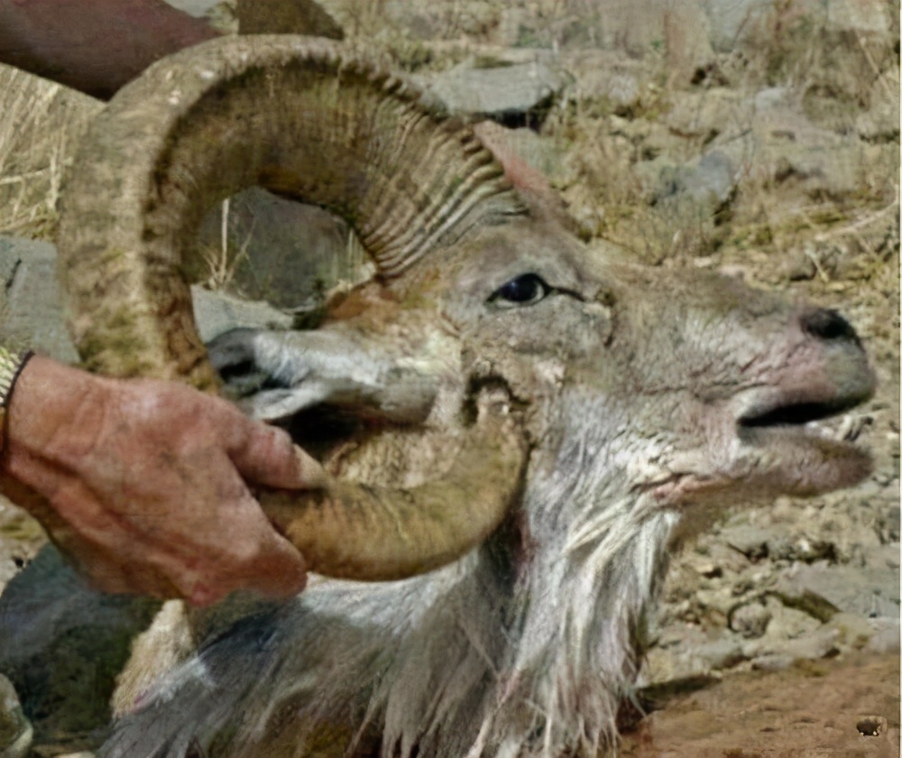 How frustrated was it to be "stabbed to death" by your own horns?Argali