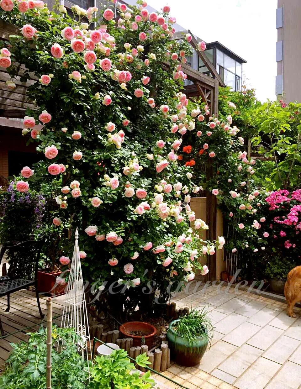 Chinese Jumbo Roses Display of 5 classic varieties of Chinese rose - iNEWS