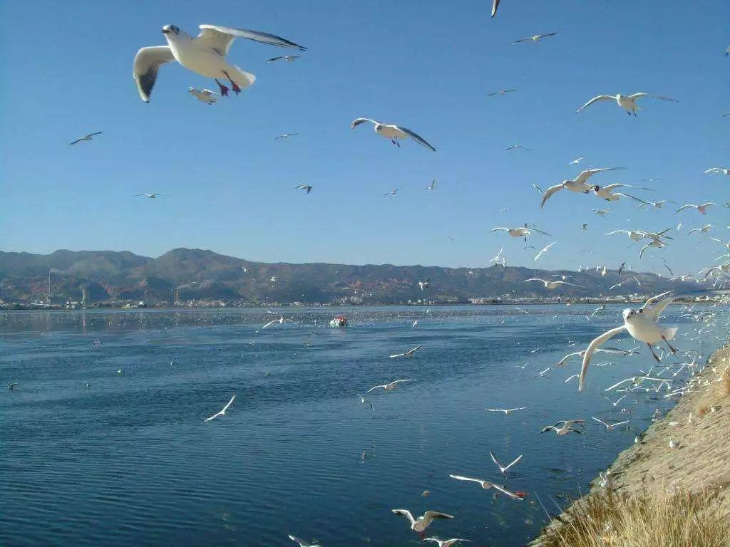 太湖銀魚移植：席卷多片水域，土著魚被搞得雞犬不寧，命懸一線？