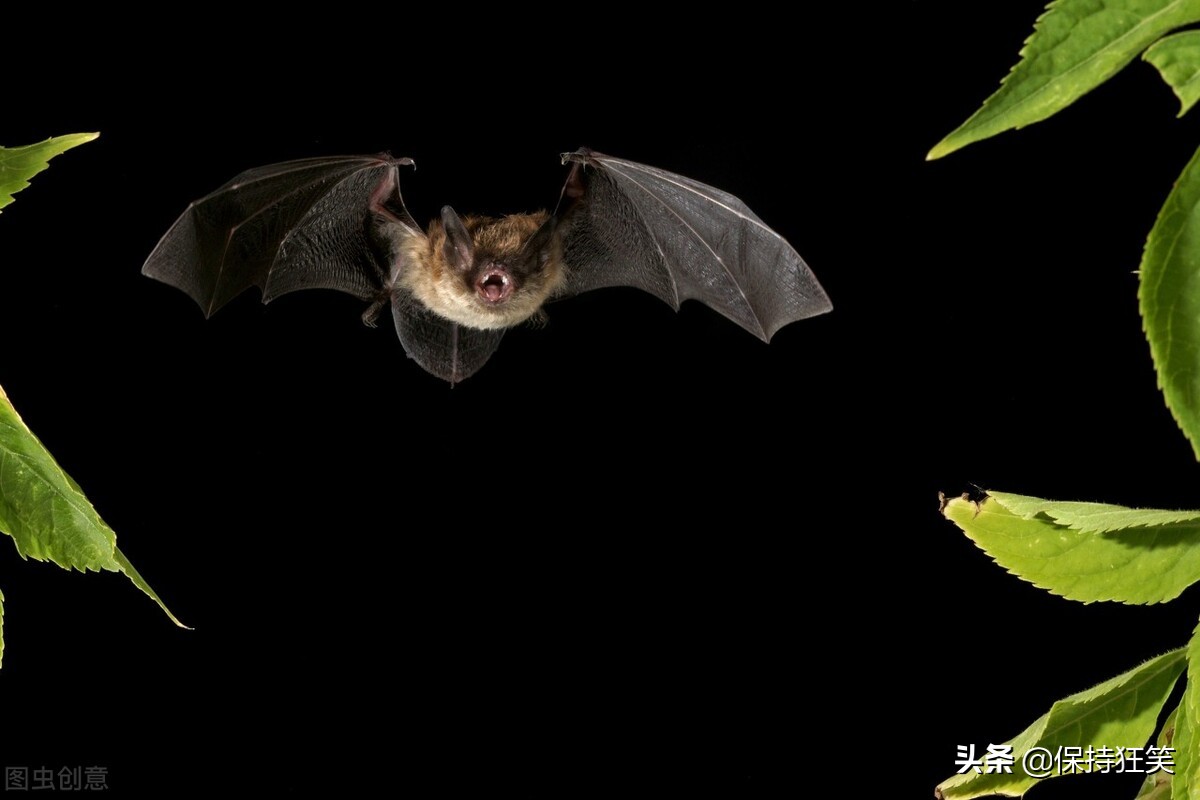 Top 10 animals with superpowers with special abilities that are