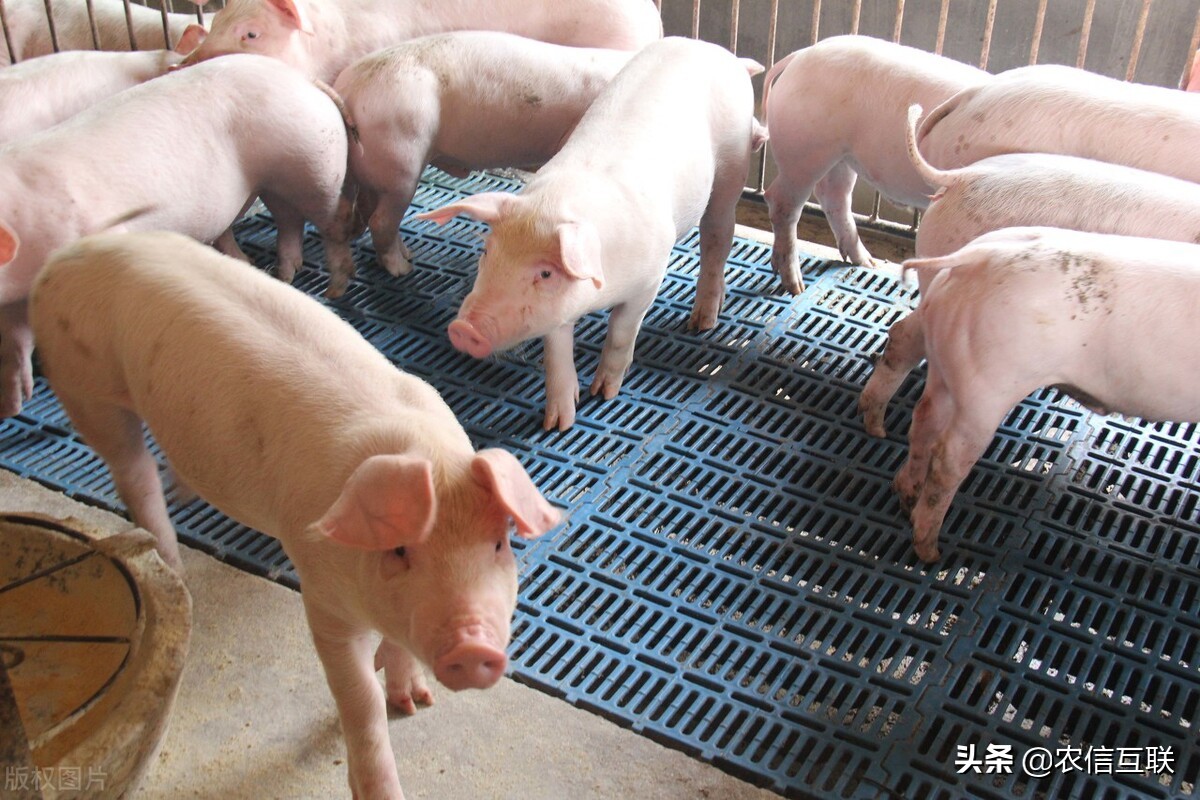 4日 养殖户恐慌抛售，猪价再度下跌！6月能否破局？最新预测来了