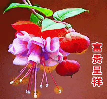 星期三最新版早安短信问候祝福语大全 把最美的祝福送给你图片