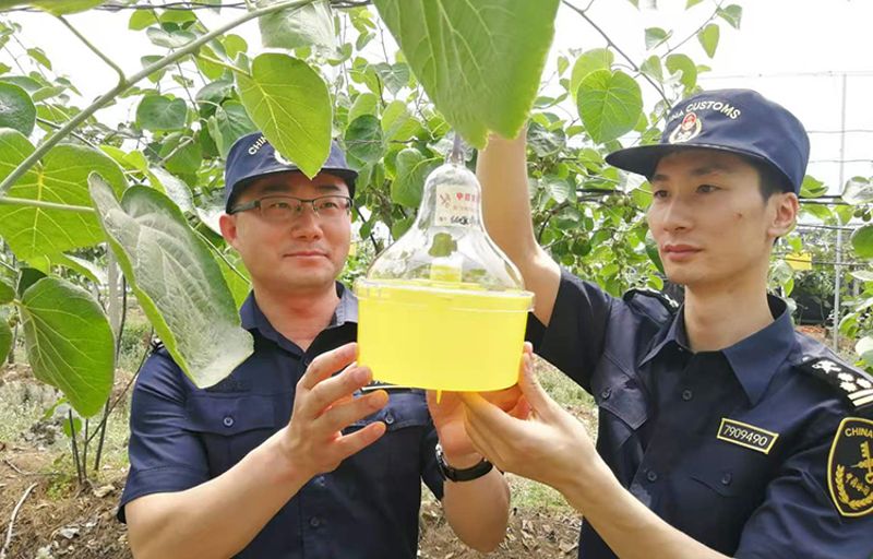 成都黄心猕猴桃今年首次出口俄罗斯