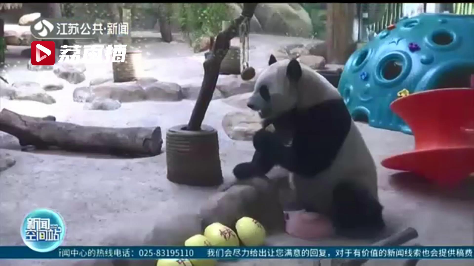 欢乐多多！动物过中秋抢吃月饼 萌态百出