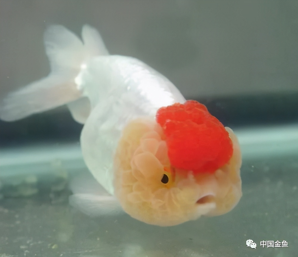 一些特殊的金魚品種 下 頭條匯