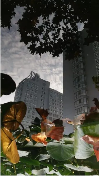 河北各高校秋景来了,有你的校园记忆吗?