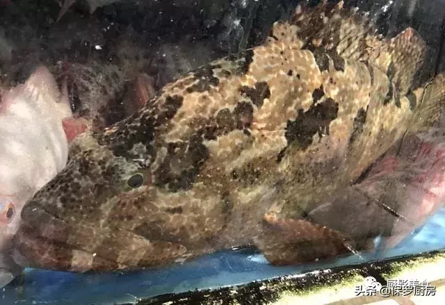 史上最全的顶级“海鱼”海鲜大全,全吃过的你人生就到达了巅峰!