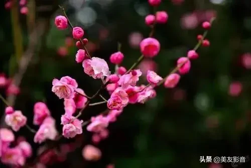 关于梅的诗句大全 梅雪争春未肯降，骚人阁笔费评章图片
