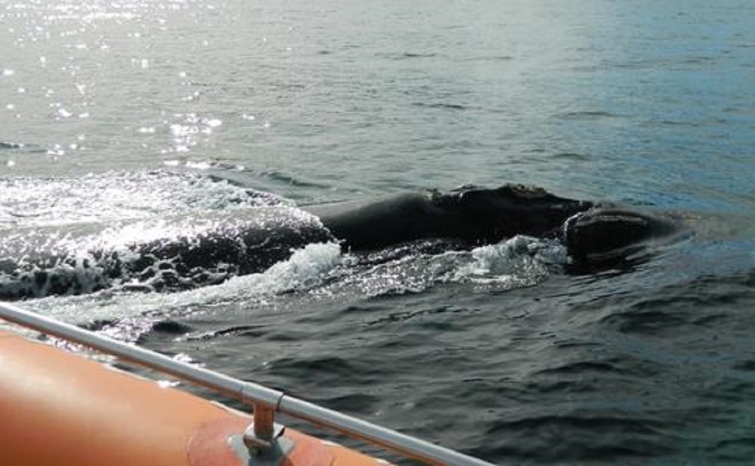 航空母舰的螺旋桨有多可怕？看看这些海洋生物