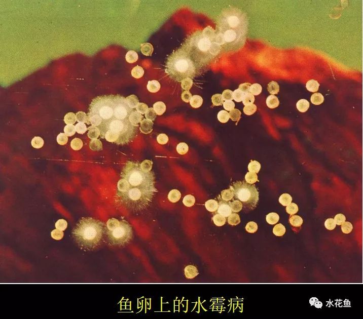 新解冬春低温时节令人防不胜防的水霉病