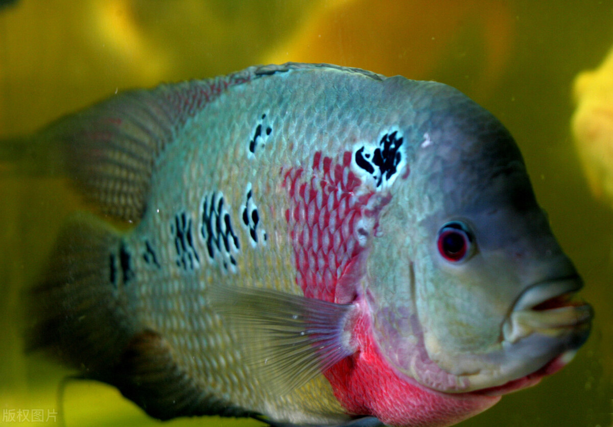 How to raise Luohan fish?Divided into 3 stages to raise, not only good ...