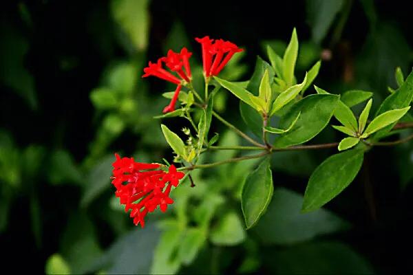 寒丁子简介 栽培要则 附图 资讯咖