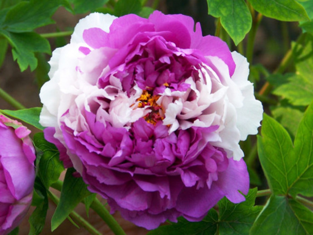 牡丹,别名 白茸,木芍药,百雨金,花王,洛阳王,富贵花,花期4-5月.