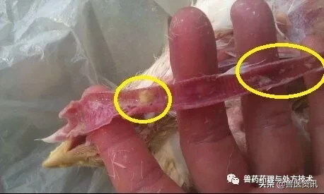 盐酸多西环素的这个独门绝技，开具处方时搭配好了治疗将如虎添翼