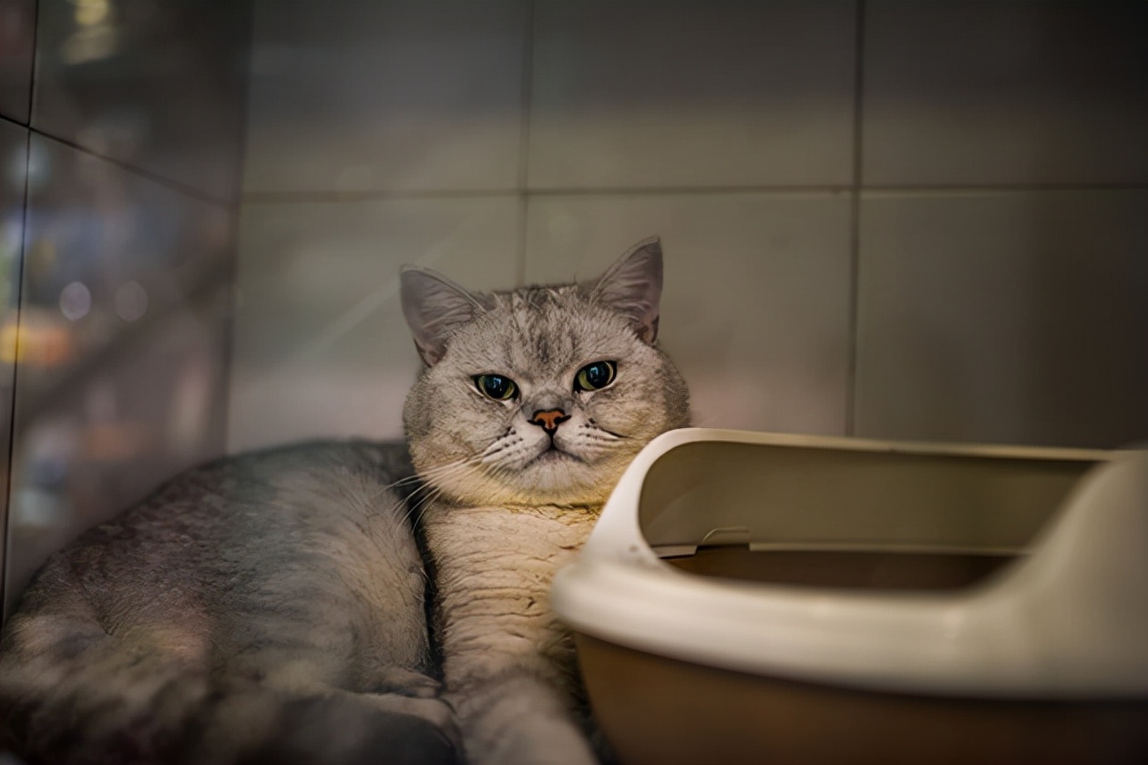 Does a pet supply store make money? How does a pet store make money