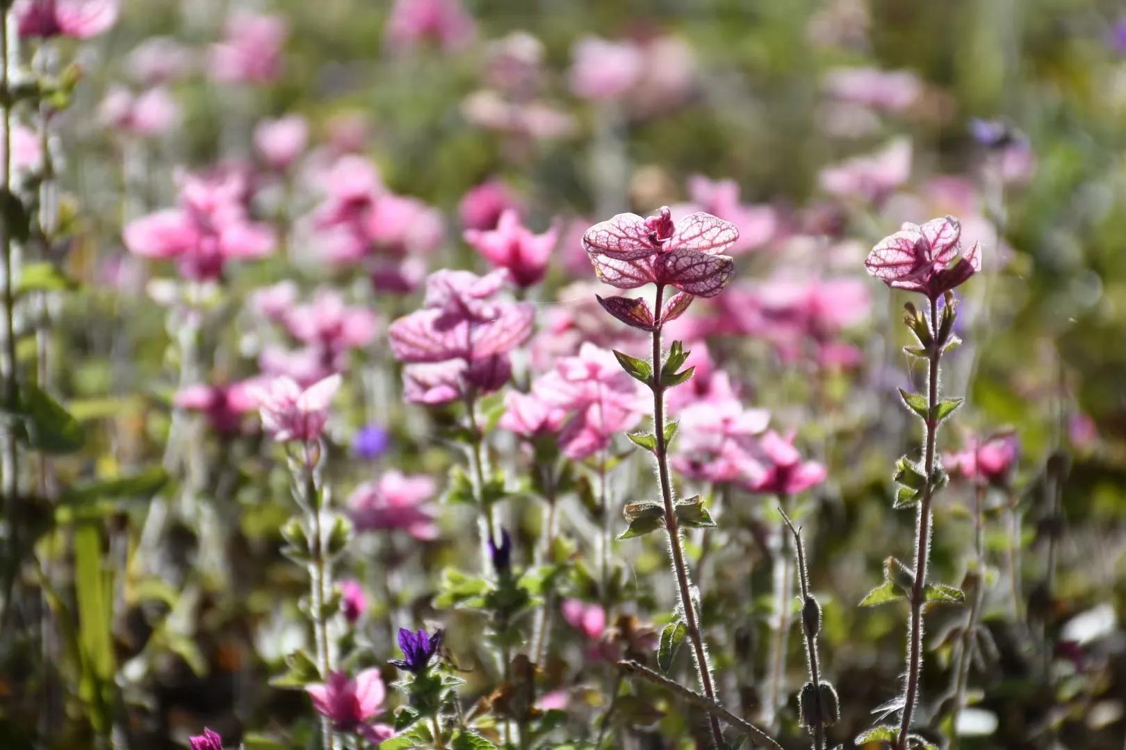 初冬的 心脏 全网搜