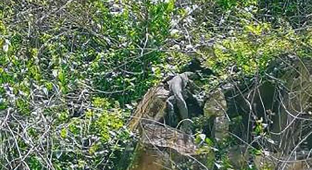 国宝巨蜥“五爪金龙”在云南现世，身为超级毒物，却被当美味屠杀