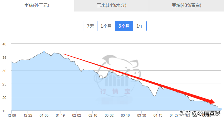 利润暴跌9成，为何还有猪企斥巨资养猪？养猪还有“钱途”吗？