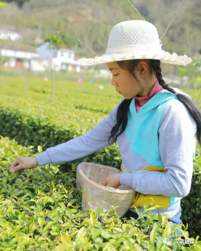 初春阳光里 茶农采茶忙