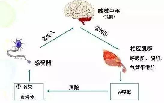 我们该如何辨别咳嗽？