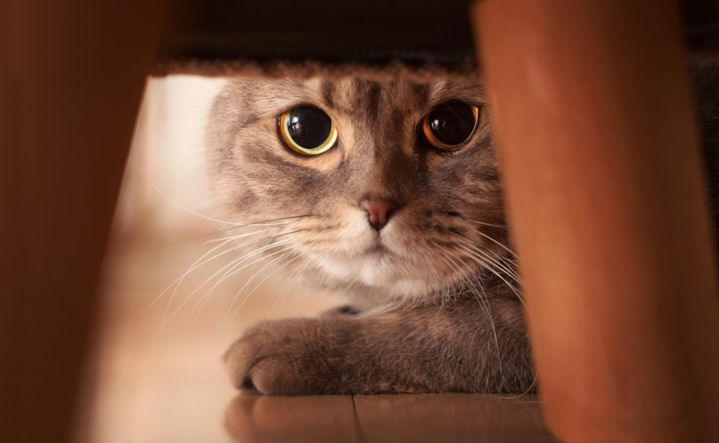 你家猫咪看你的时候眼睛变圆了吗？看到喜欢的人瞳孔会放大是真的-第7张图片-大千世界