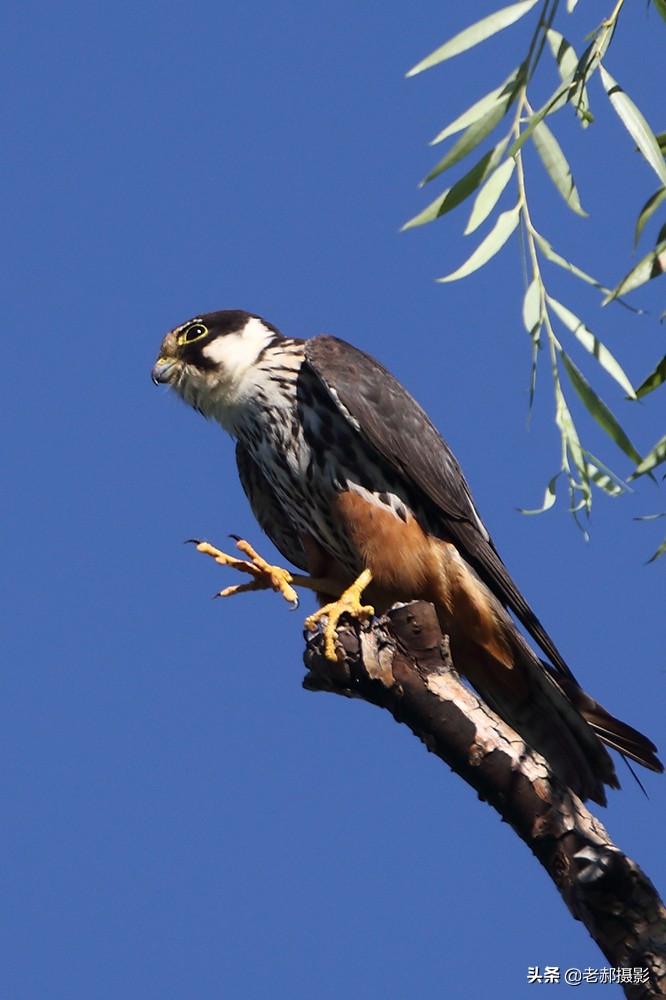 Lightning in the SkyYan Falcon iMedia
