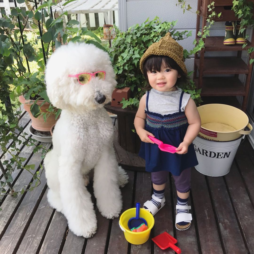 日本老太用贵宾犬给小女孩拍照，结果让你心都融化了