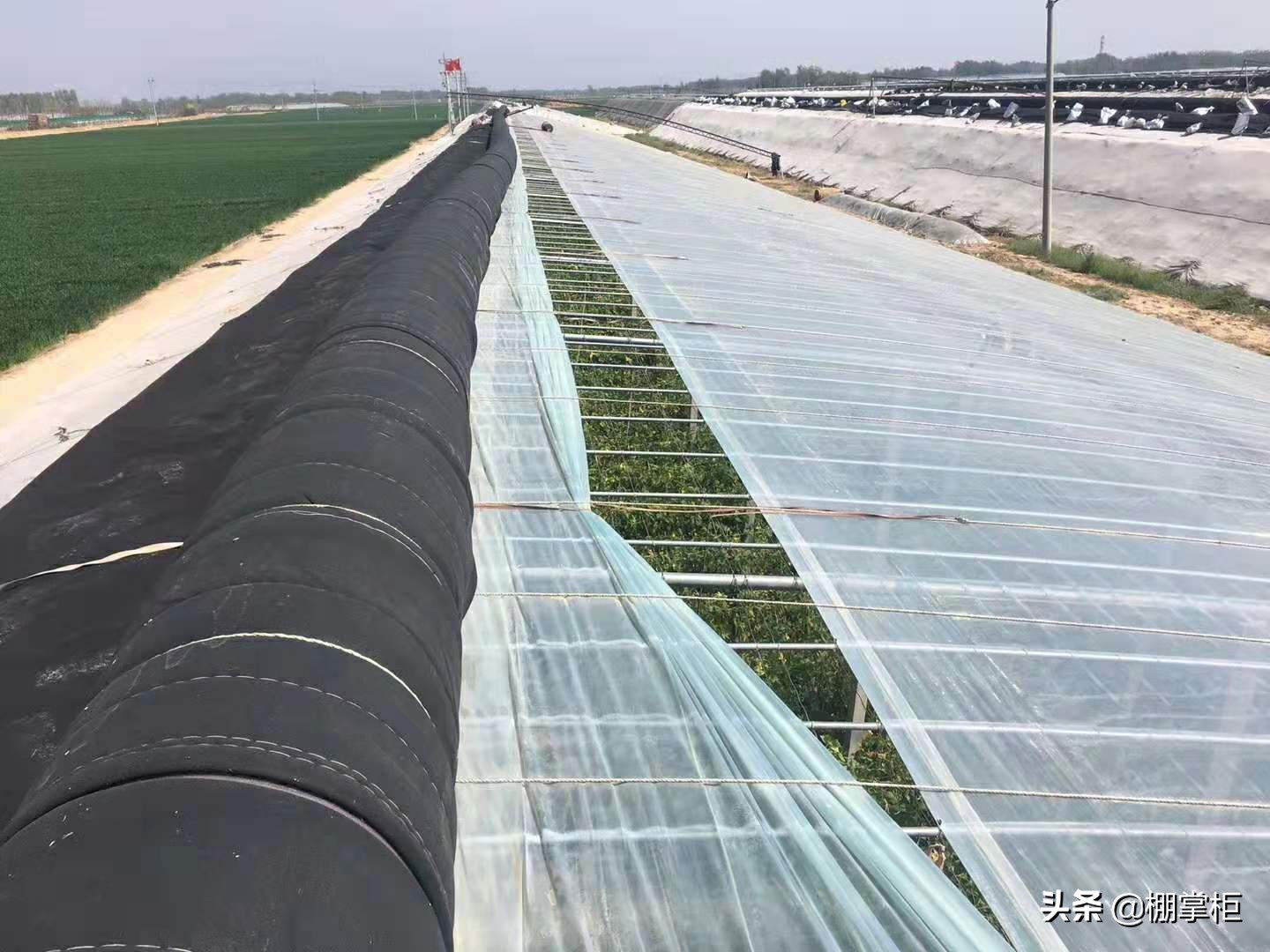 要想大棚西红柿长得好，还得用专业知识