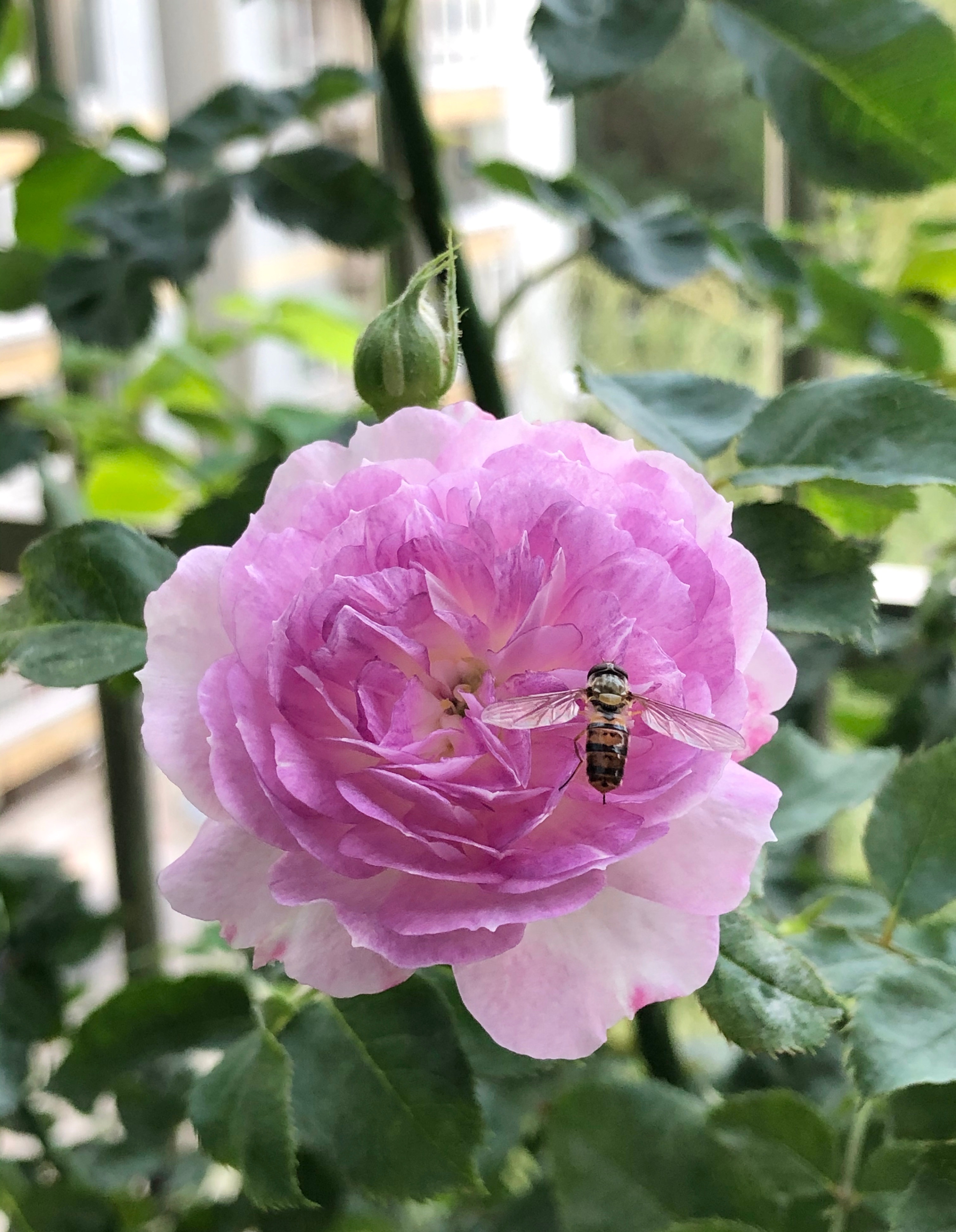 The new Star In The Rose Flower World Blue Moon Stone Which Combines Beauty And Fragrance 