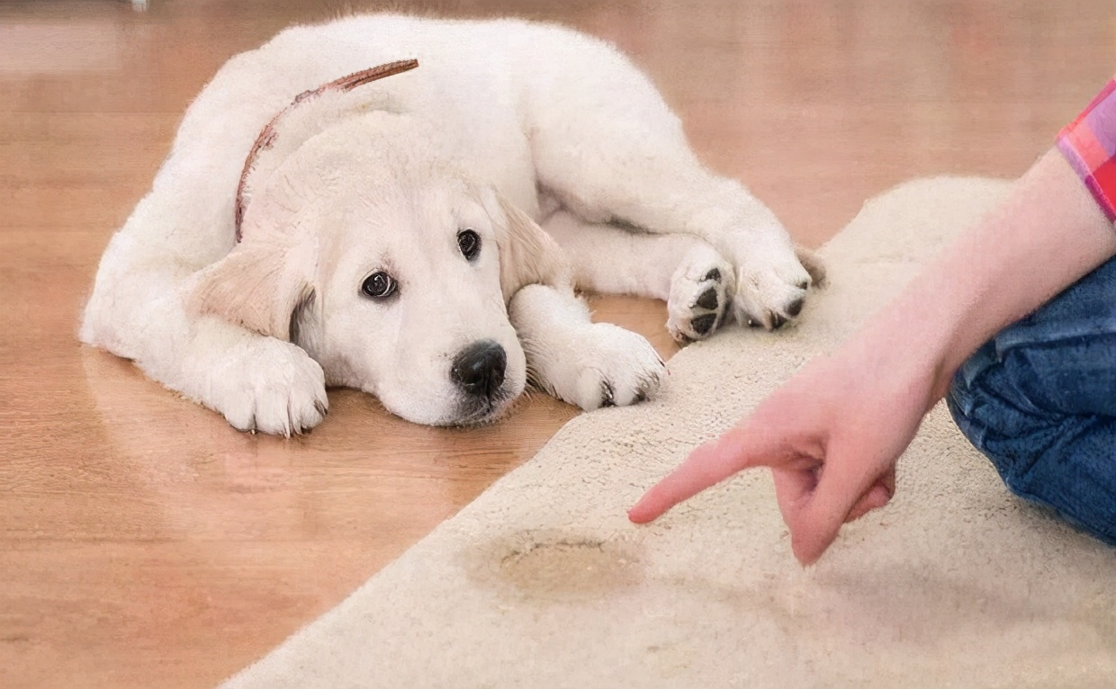 狗狗总是喜欢在家乱排泄？这5点含义，你了解多少
