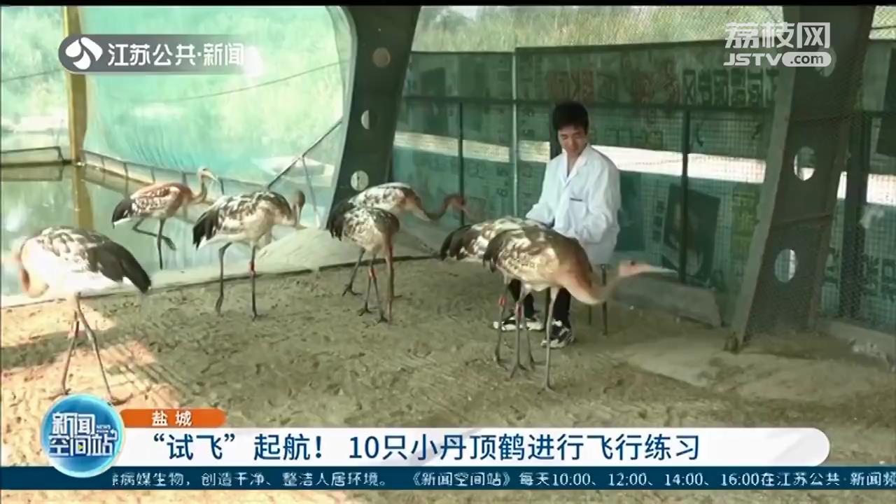 “试飞”起航！10只小丹顶鹤在盐城保护区进行飞行练习