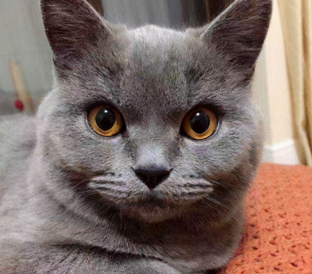 怎么才能养好“英短猫”？快来看看这篇文章