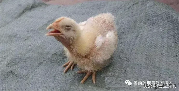 盐酸多西环素的这个独门绝技，开具处方时搭配好了治疗将如虎添翼