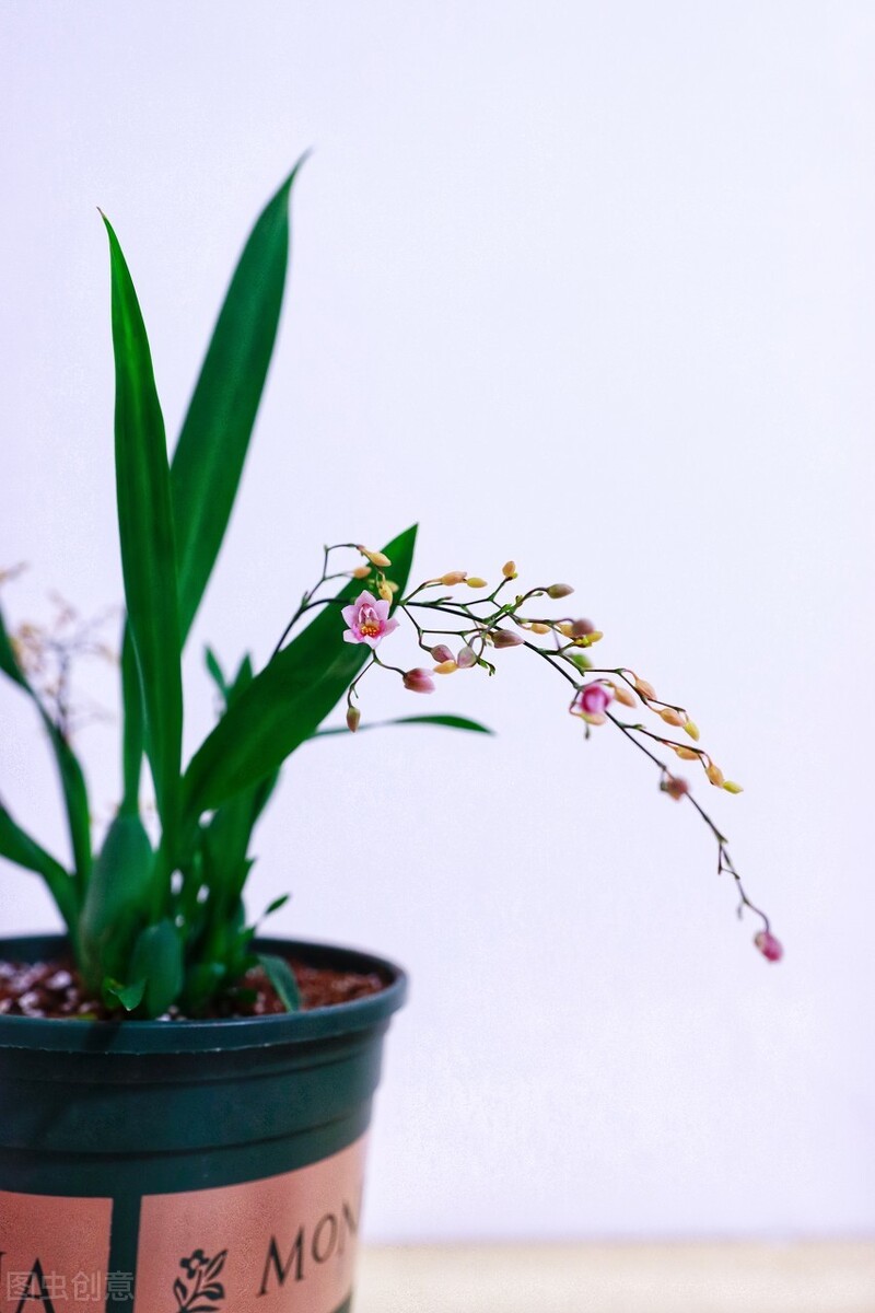 天气转暖 建议少买4种花 观花时间短不说 还难度夏 花草管家妖妖琳 Mdeditor