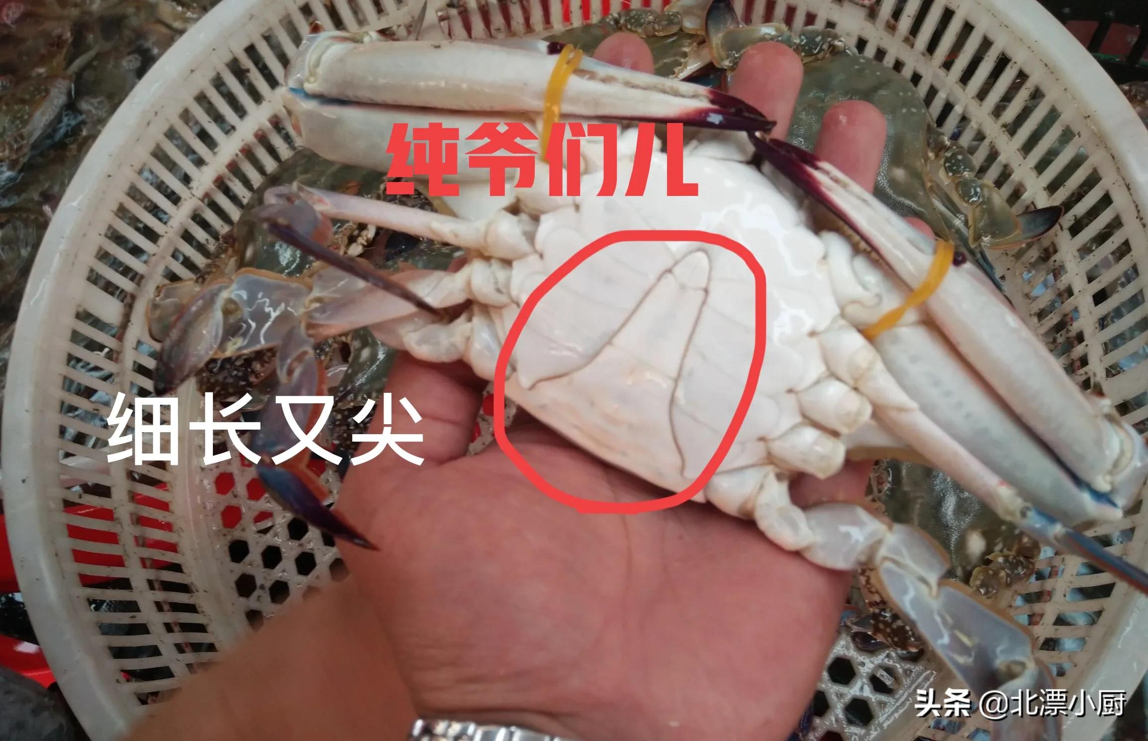 买螃蟹，公蟹和母蟹区别大；牢记3买3不买，螃蟹个个膏满黄肥