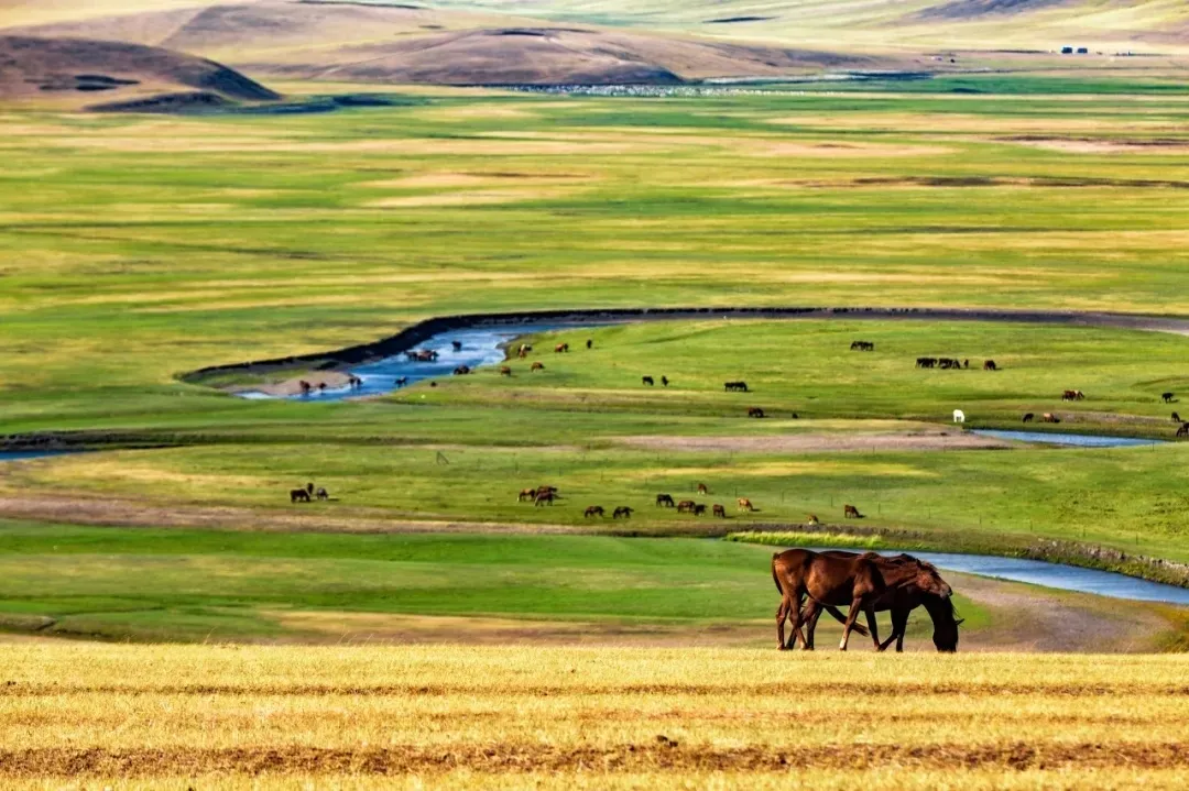 Repelling the scorching summer grassland paradise, Hulunbuir travels the most beautiful route, parent-child vacation praises