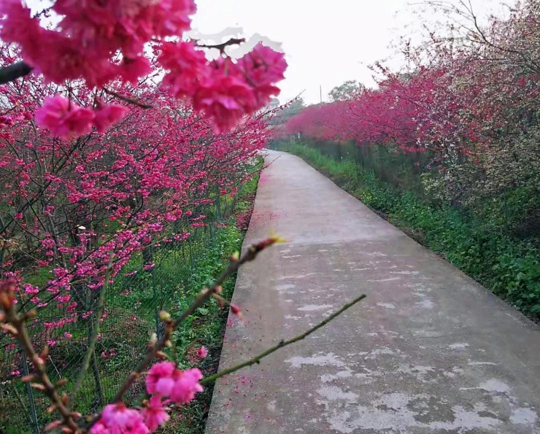 新年出游就是要你嗨！你的春游秘籍请查收