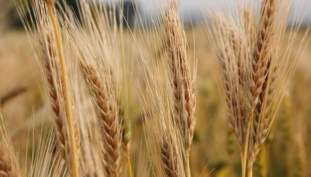 120国支持搞独立调查？澳大利亚愿望落空，大麦