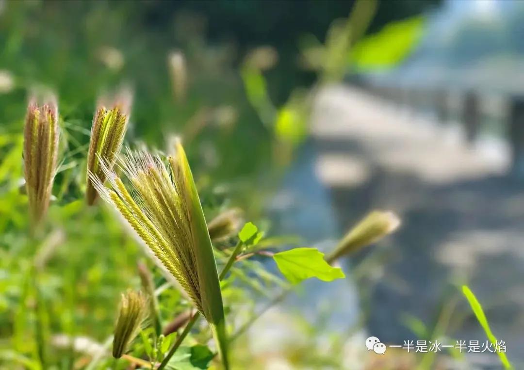 随笔：所有的得到和拥有，都曾经奋不顾身过-第1张图片-非凡网