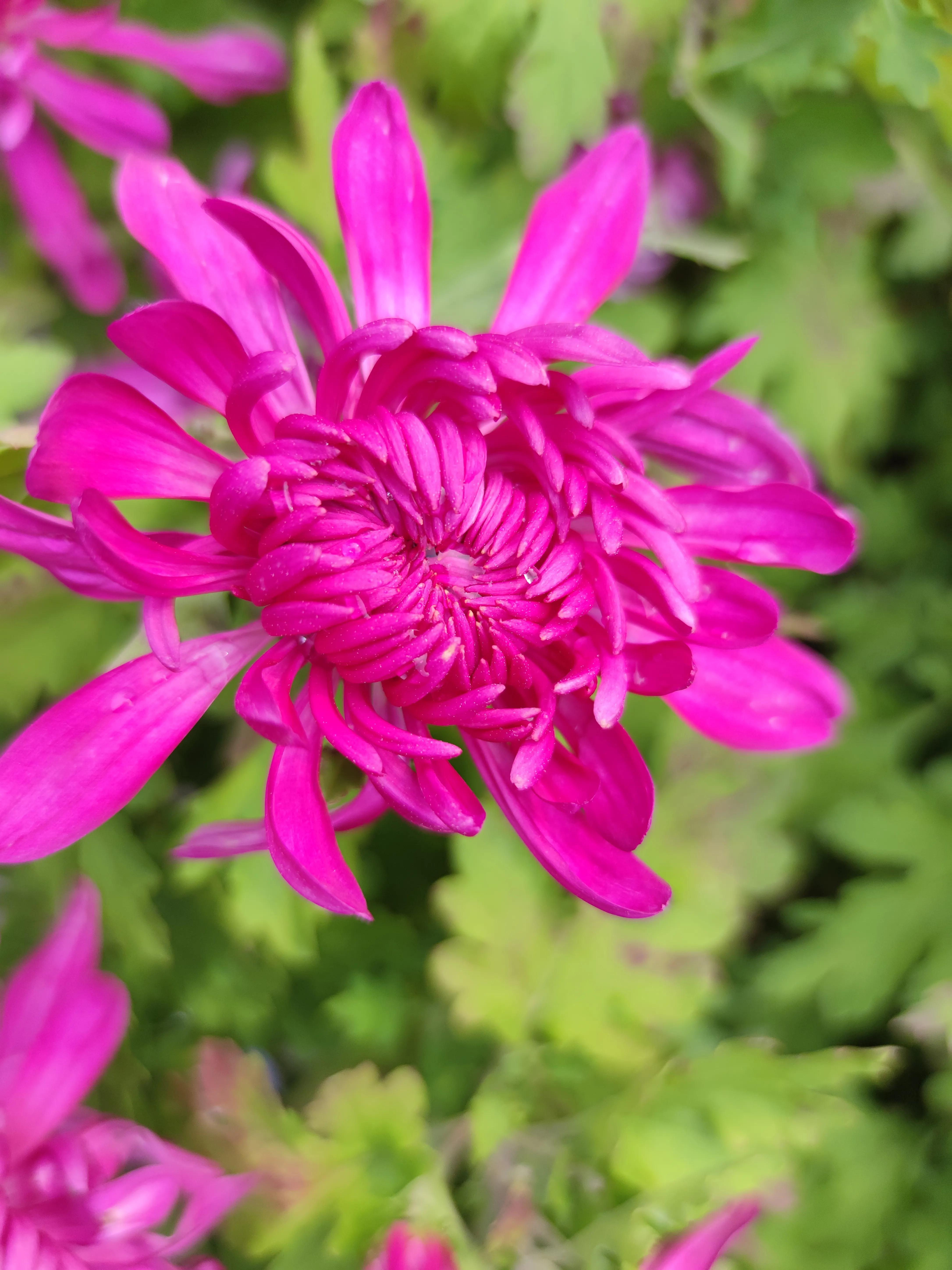 Autumn rhyme, chrysanthemum meaning, poetry beauty iNEWS