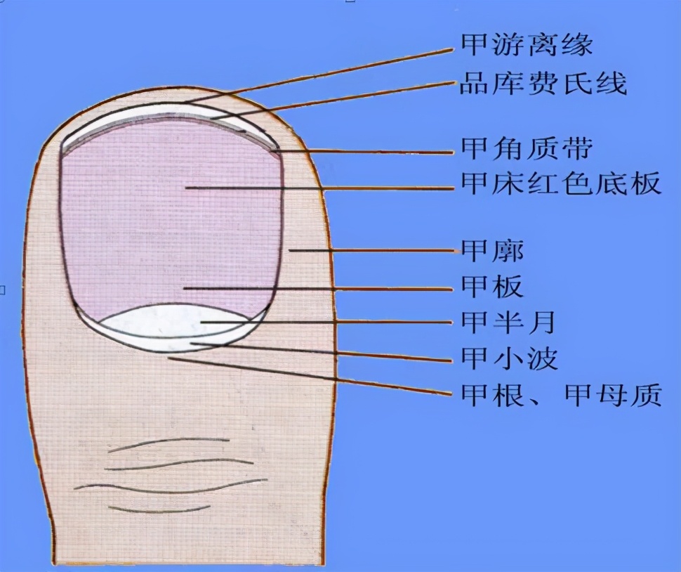 月牙是什么？为啥有的指甲没有月牙？这样代表不健康吗