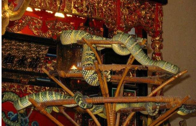 世界唯一的“蛇庙”，寺内四处是青蛇，游客：一点也不怕人