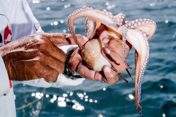 章魚為何會以自殺的方式繁殖？明明可以稱霸海洋，卻“英年早逝”
