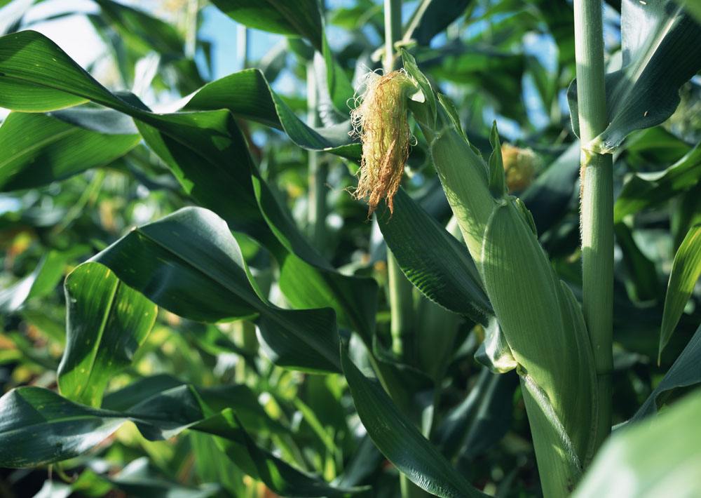 12月玉米行情走势：中旬价格或影响春节行情