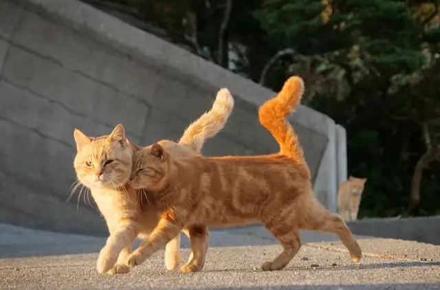 What kind of Chinese pastoral cat do you like best - iMedia