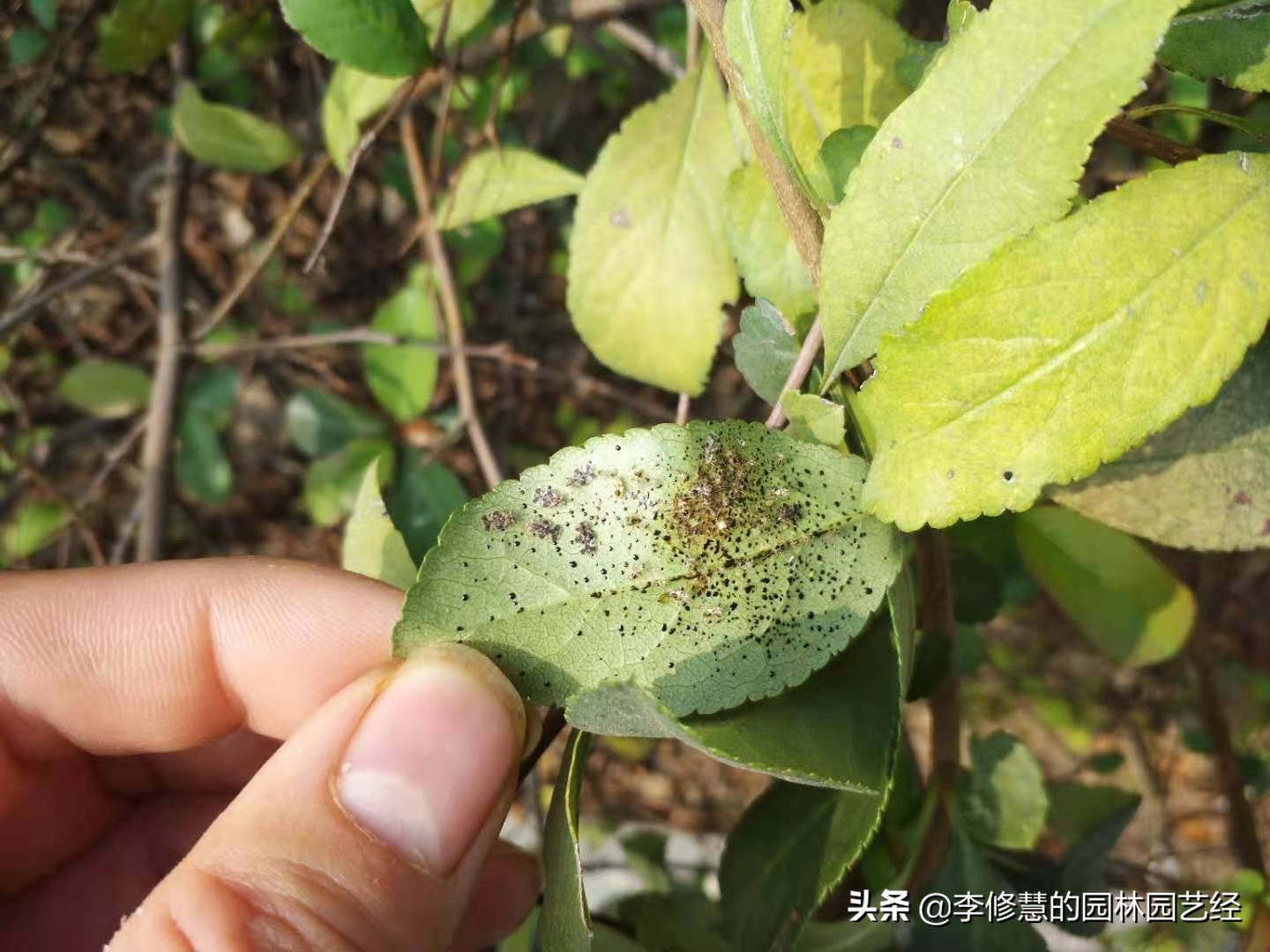 园林植物养护过程中常见病虫害及防治用药技术-第3张图片-农百科